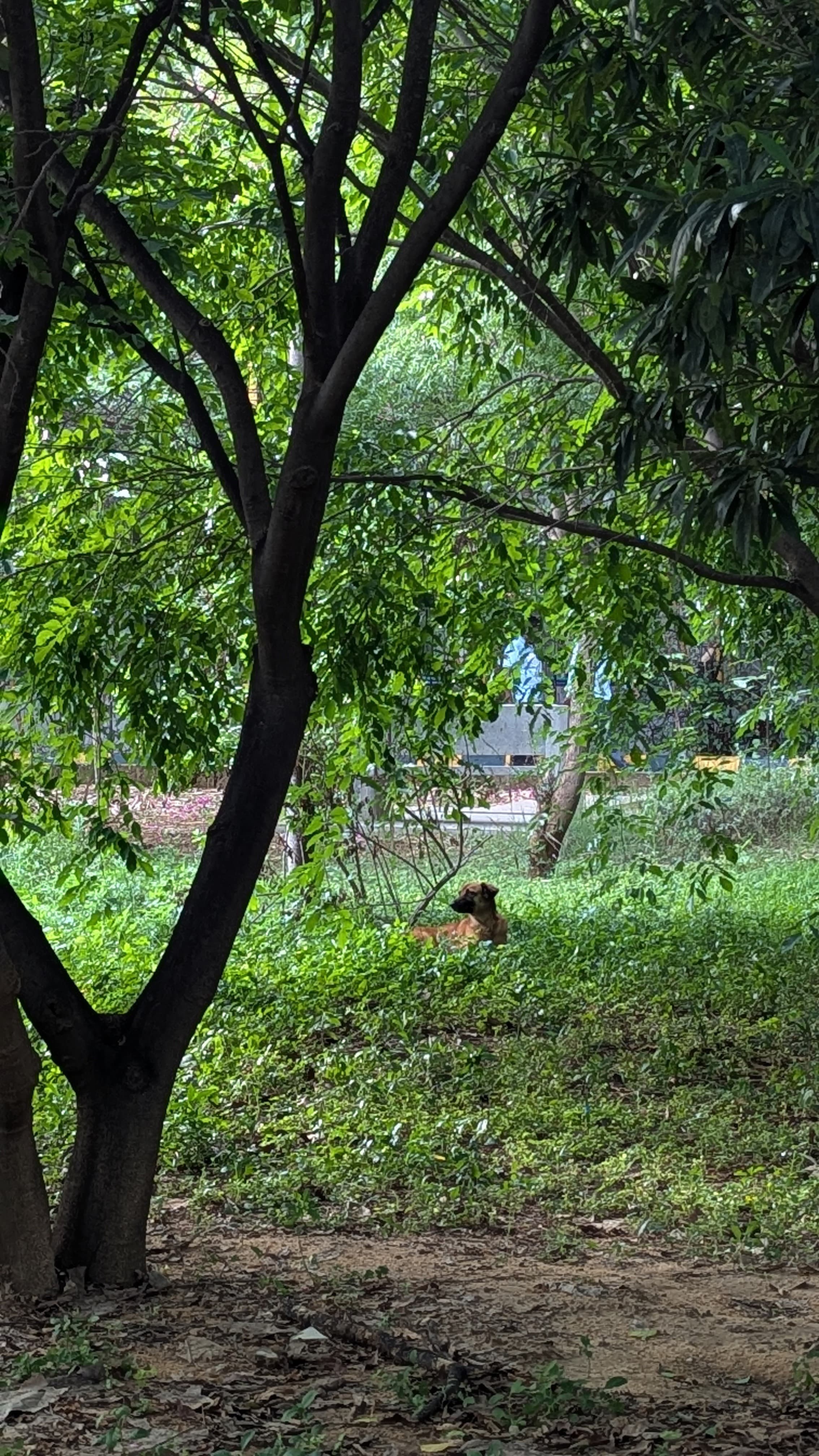 Spot The Dog