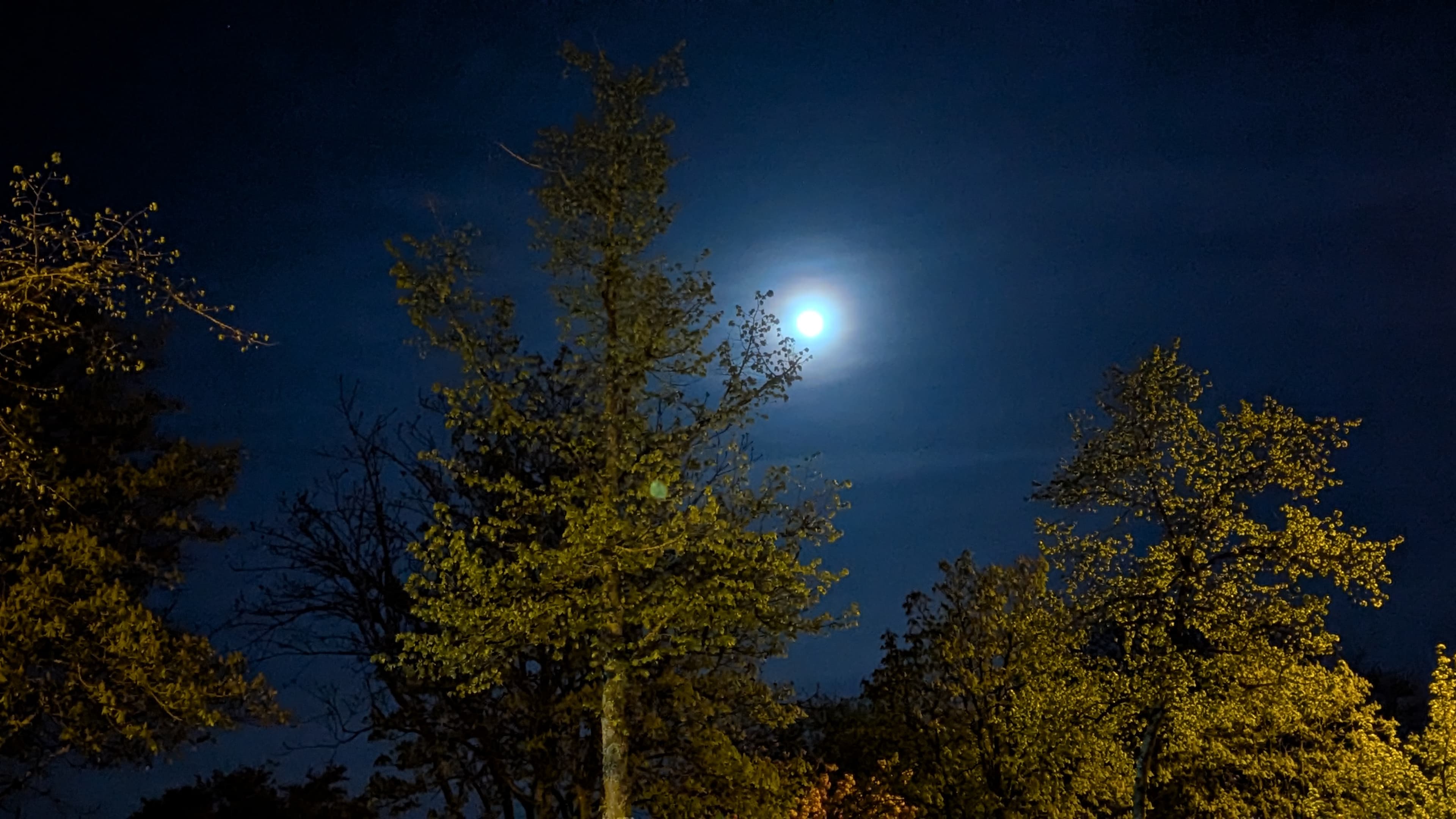 Moonlit Night